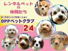 ＯＰＰペットクラブ２４