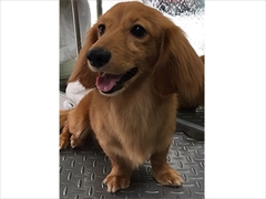 つよし
