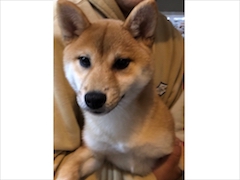 ユメ