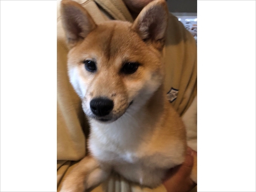 ユメ