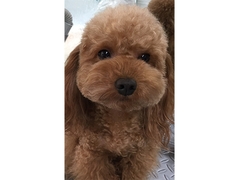 ウィル