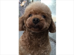 もみじ
