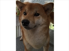ハーツ